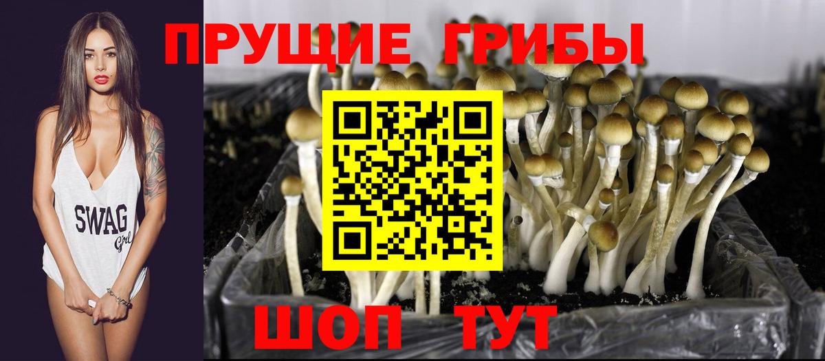 Галлюциногенные грибы мицелий Северск